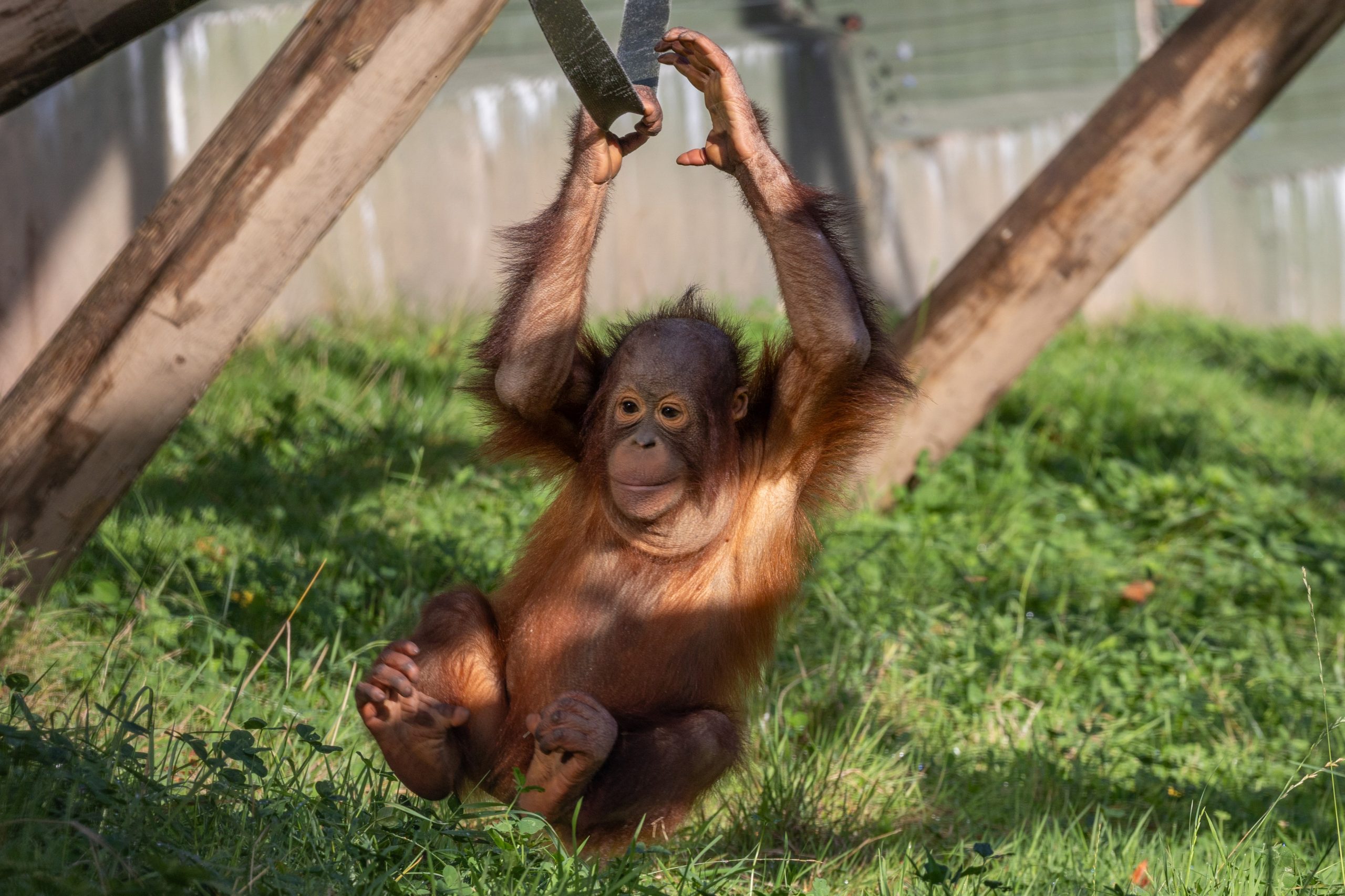 Jim the Bornean Orangutan
